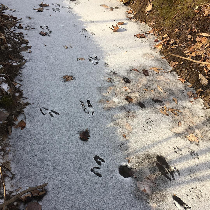 Tracks in Spring Snow by Kathryn Williamson.